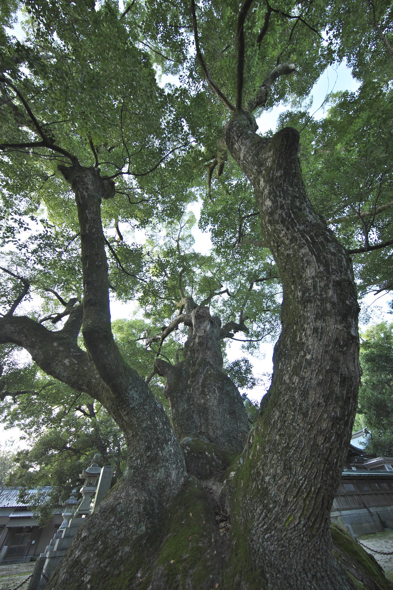 八柱神社の大クス