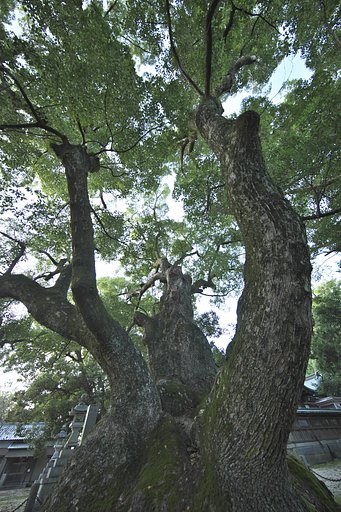 八柱神社の大クス
