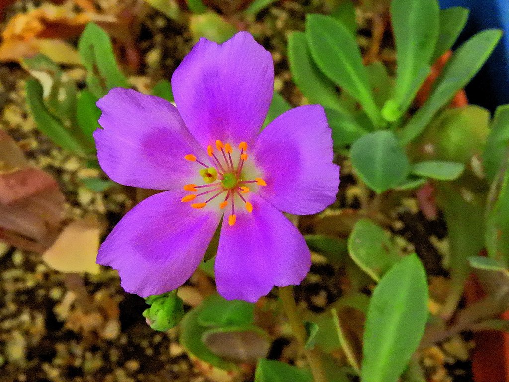 キスタンテ　グランディフロラ