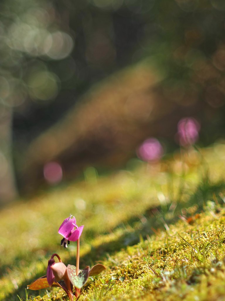 NIKKOR 85mm F2