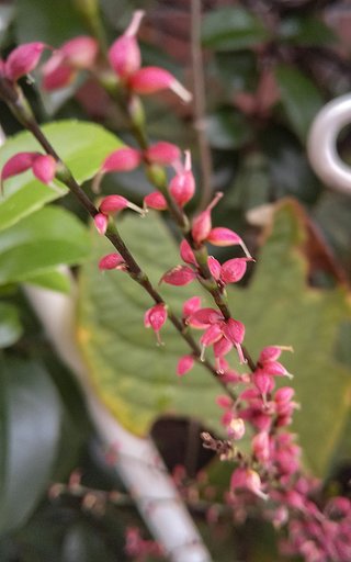 【小さい】赤い粒花