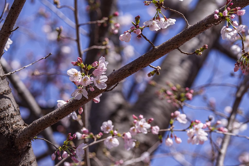 桜便り