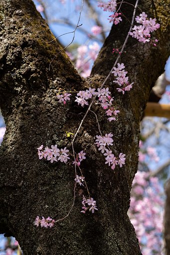 枝垂れ桜