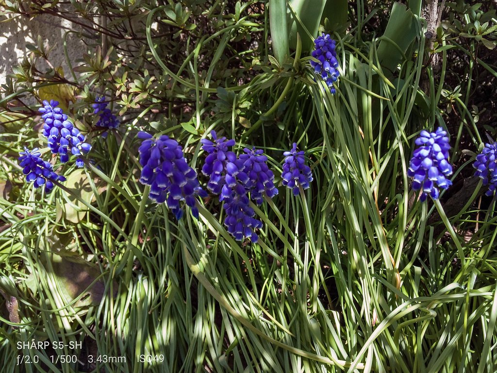 【好きなもの　花景】ちっちゃな花と木漏れ日