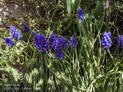 【好きなもの　花景】ちっちゃな花と木漏れ日
