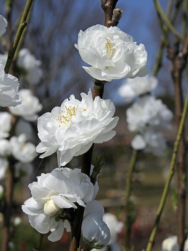 桃の花