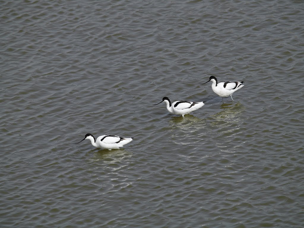 Olympus D 50-200mm SWD