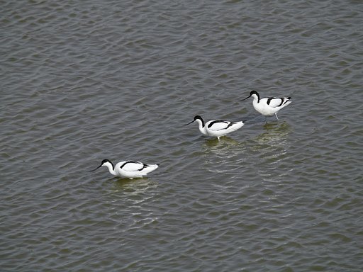 Olympus D 50-200mm SWD