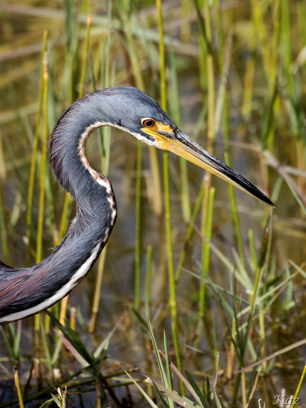 Tricolored Heron 4