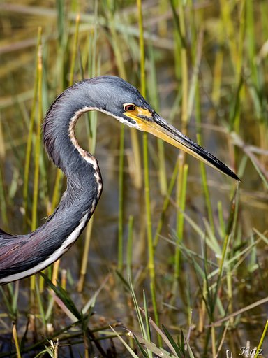 Tricolored Heron 4