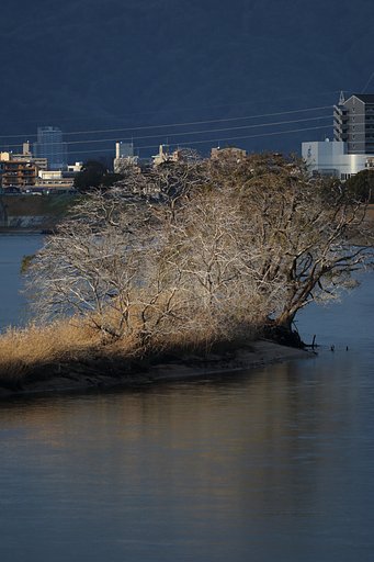 カワウ対策