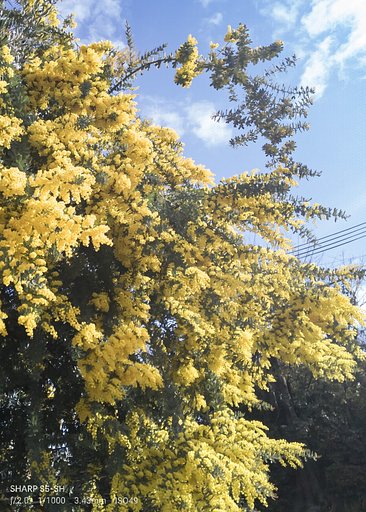 【好きなもの　花景】満開のミモザ