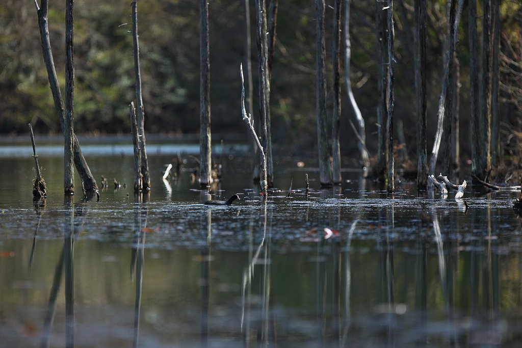 EF300mm F2.8L IS 