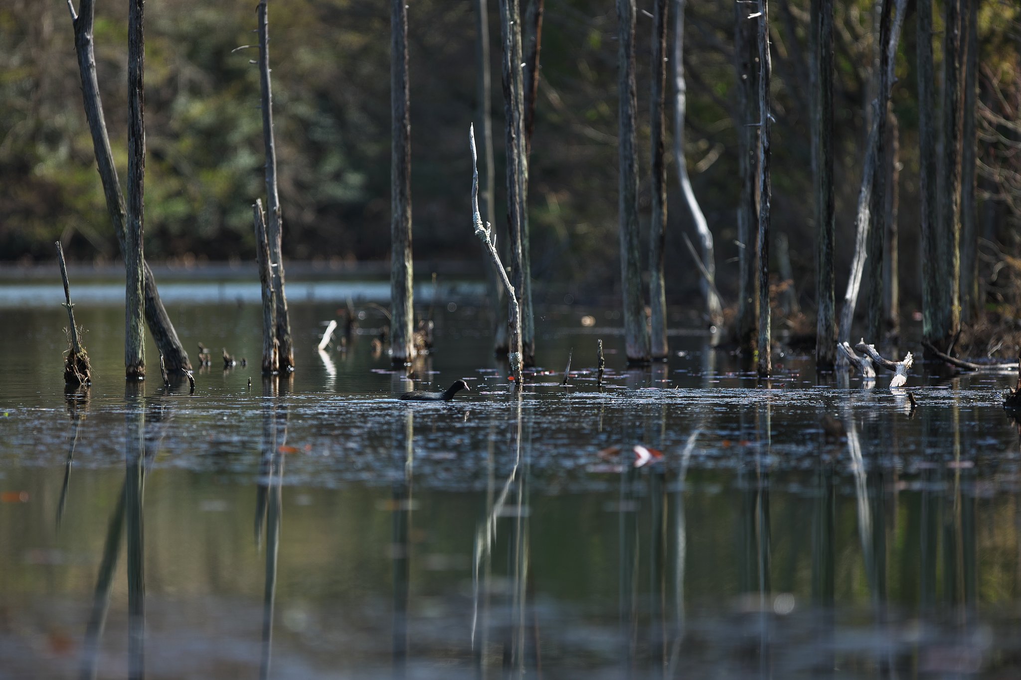 EF300mm F2.8L IS 