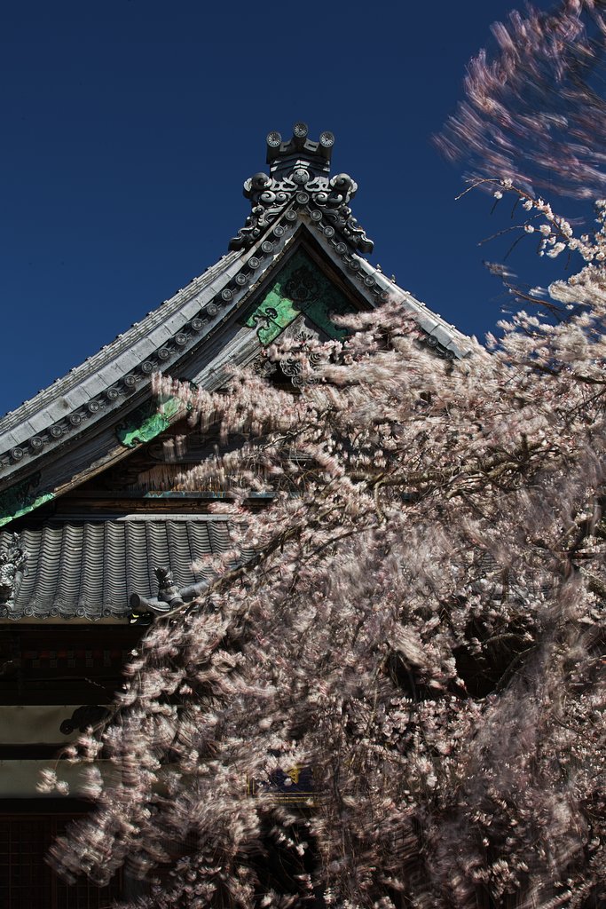 隣町の枝垂れ桜