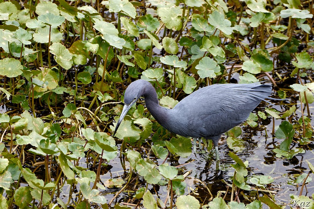 Little Blue Heron