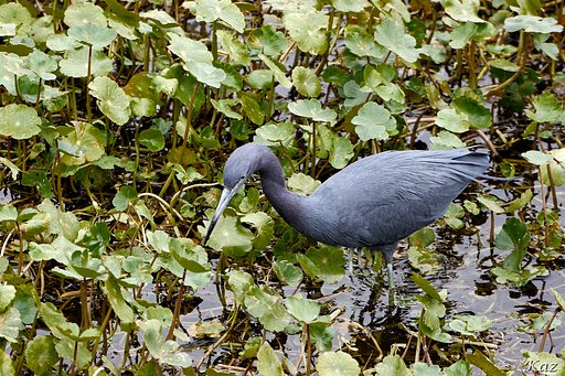 Little Blue Heron