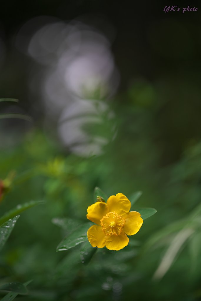 Otus 100mm F1.4 ZF2
