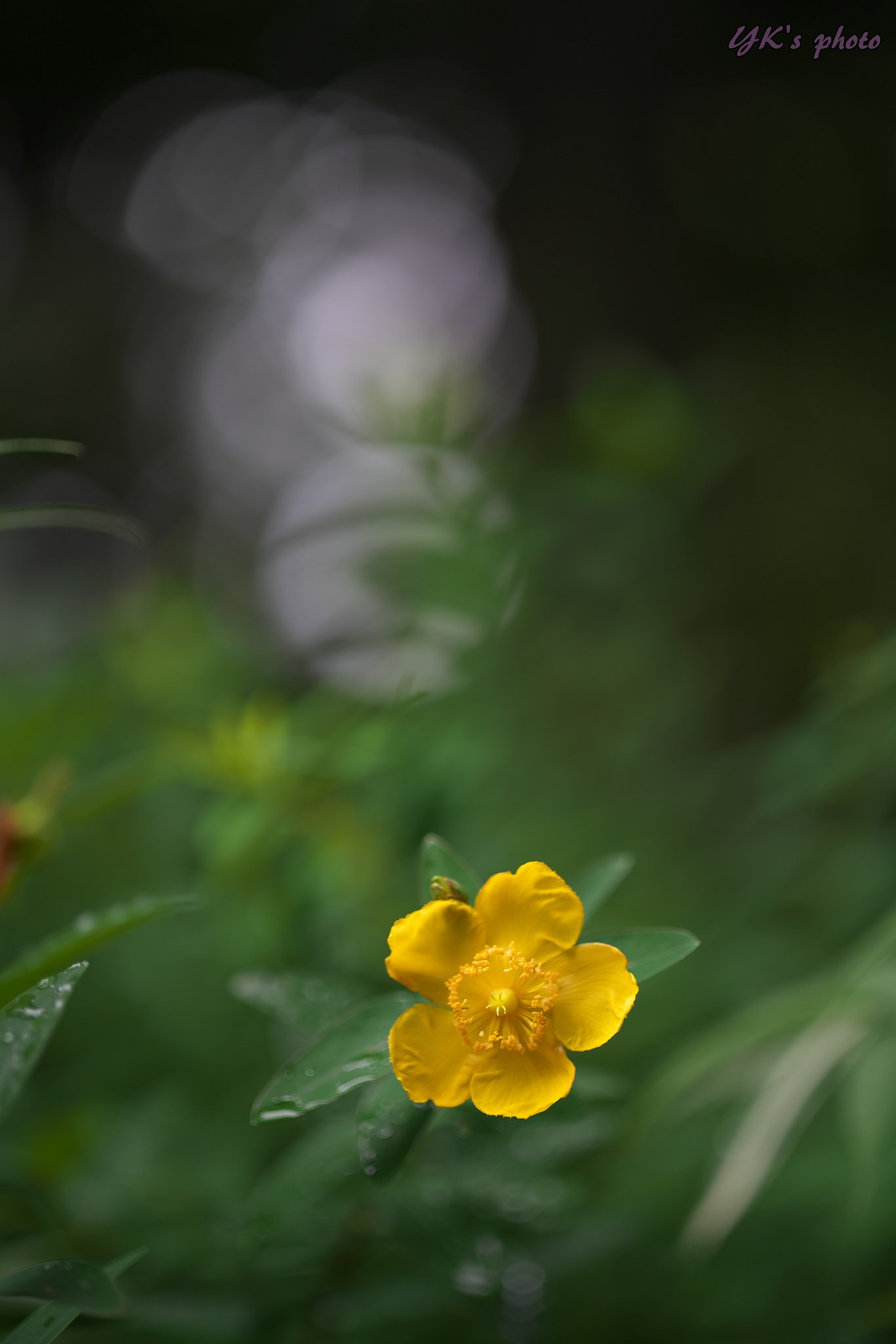 Otus 100mm F1.4 ZF2