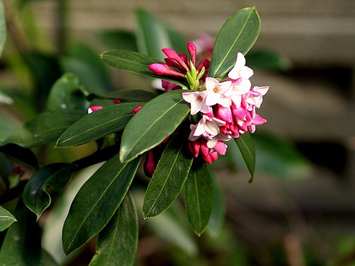 沈丁花　１