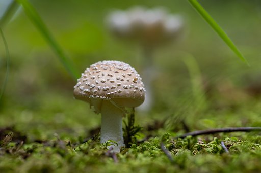 EF100mm f/2.8L Macro IS USM