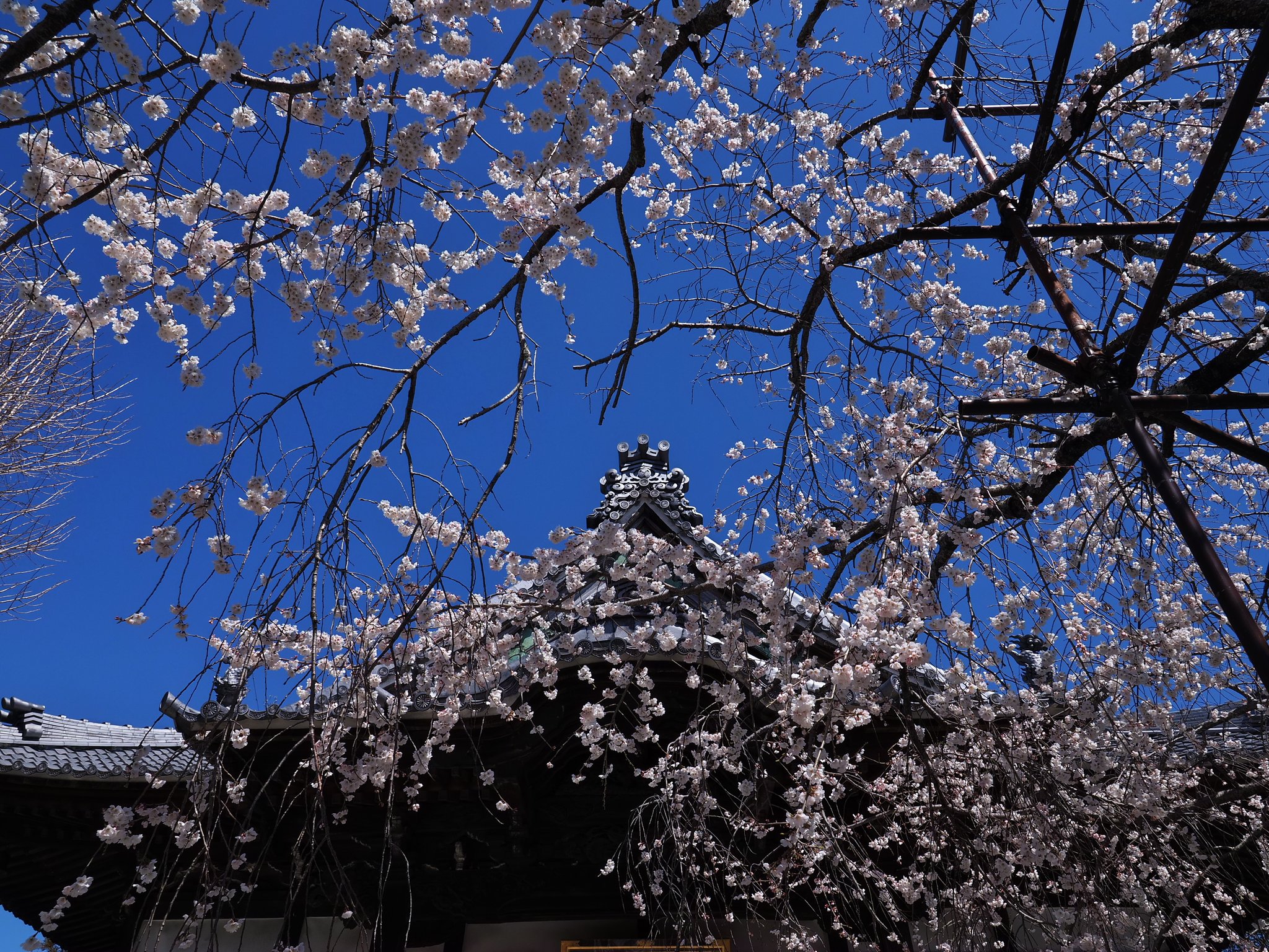 枝垂れ桜