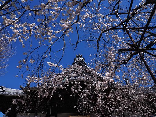 枝垂れ桜