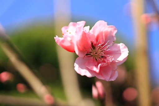 桃の花
