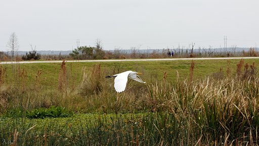 Great Egret 2