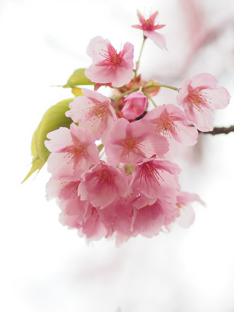 花曇りの下で