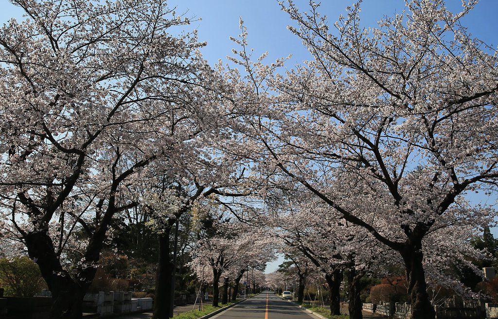 花道