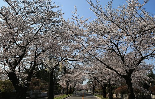 花道