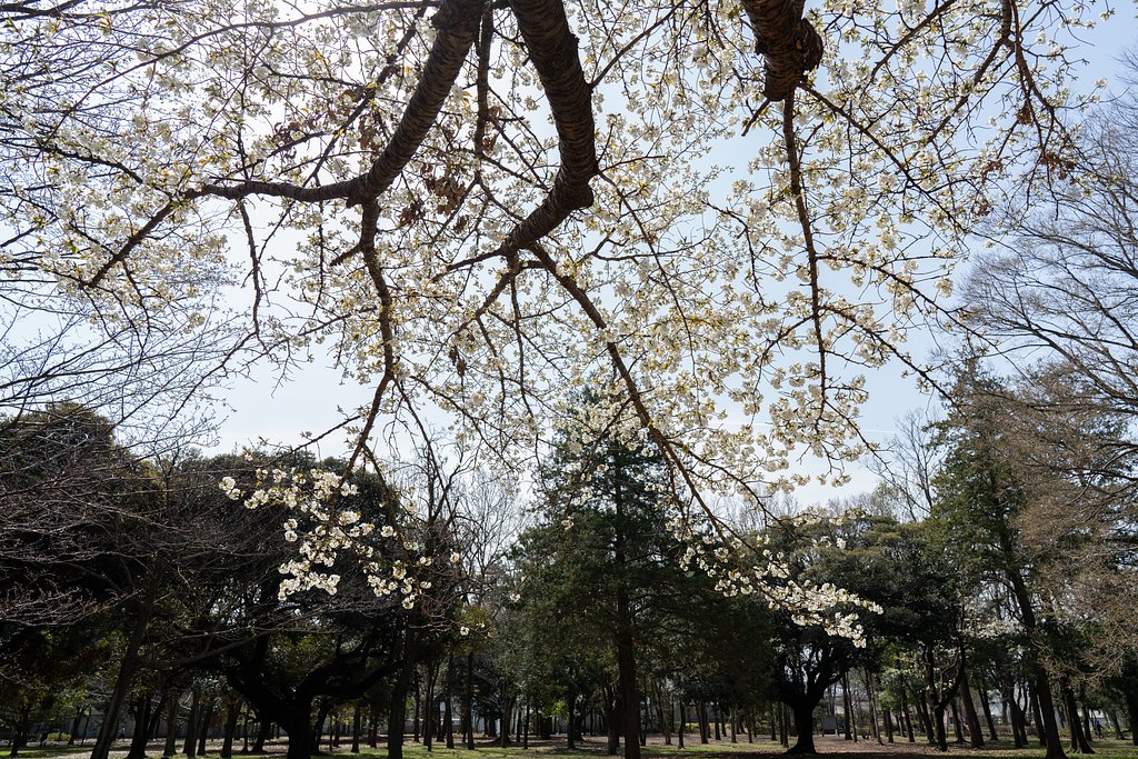 山桜