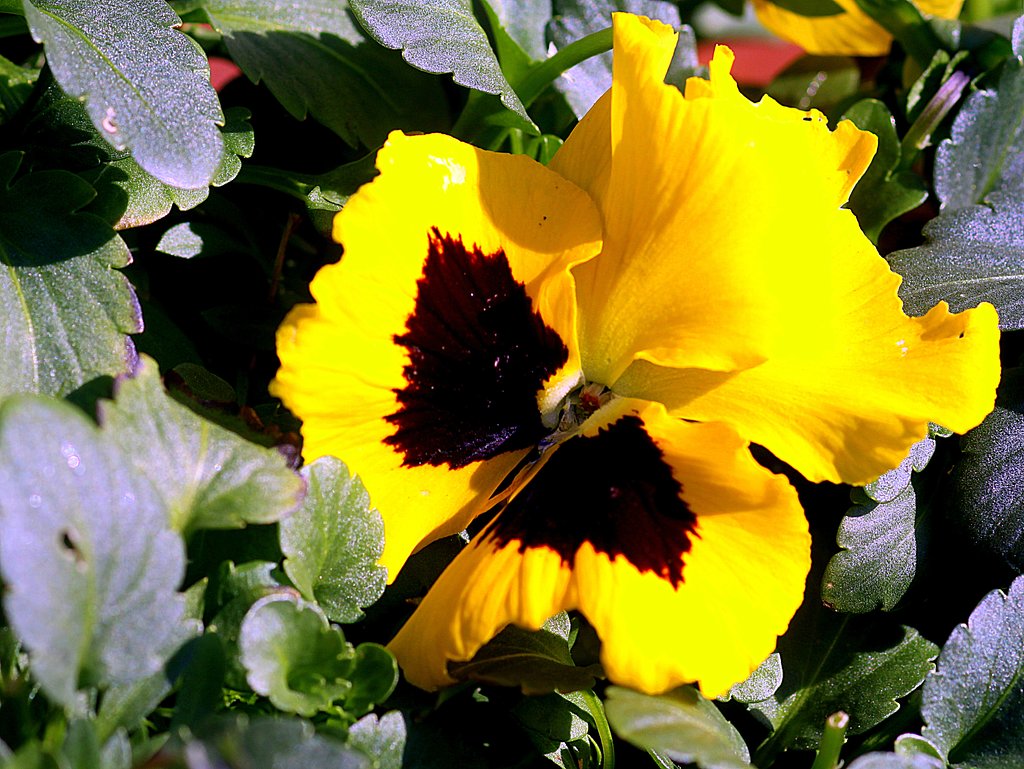EF100mmF2.8macro