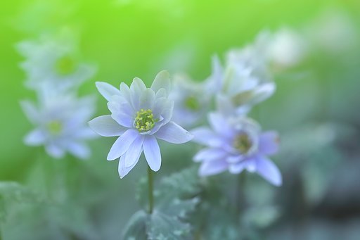 ユキワリイチゲ