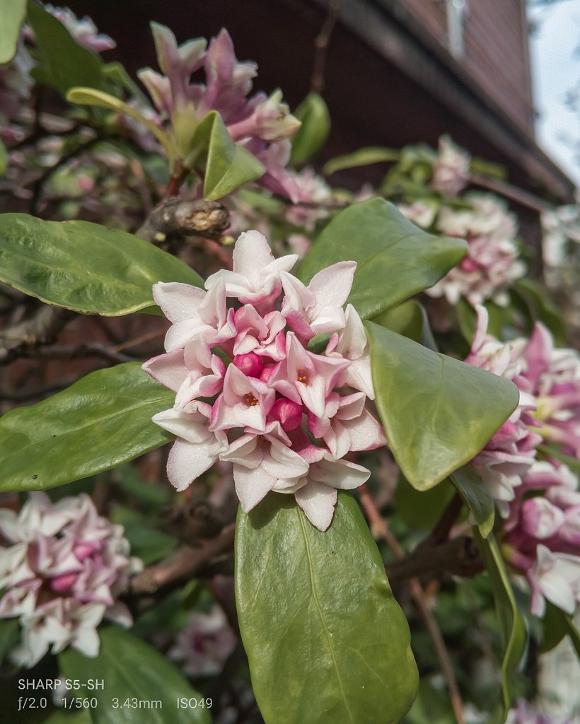 垣根の沈丁花