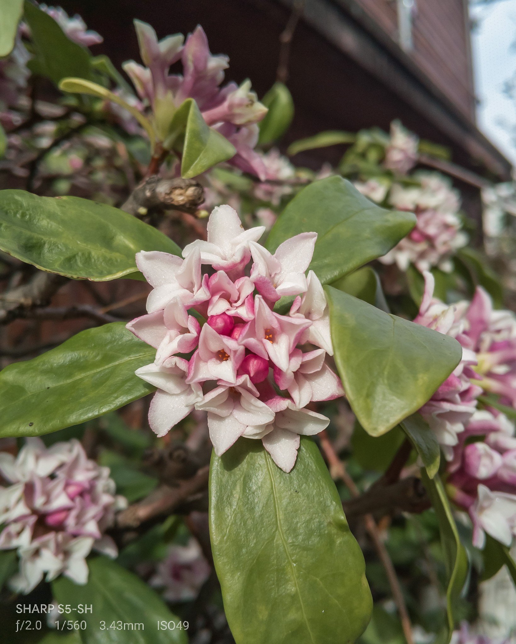 垣根の沈丁花