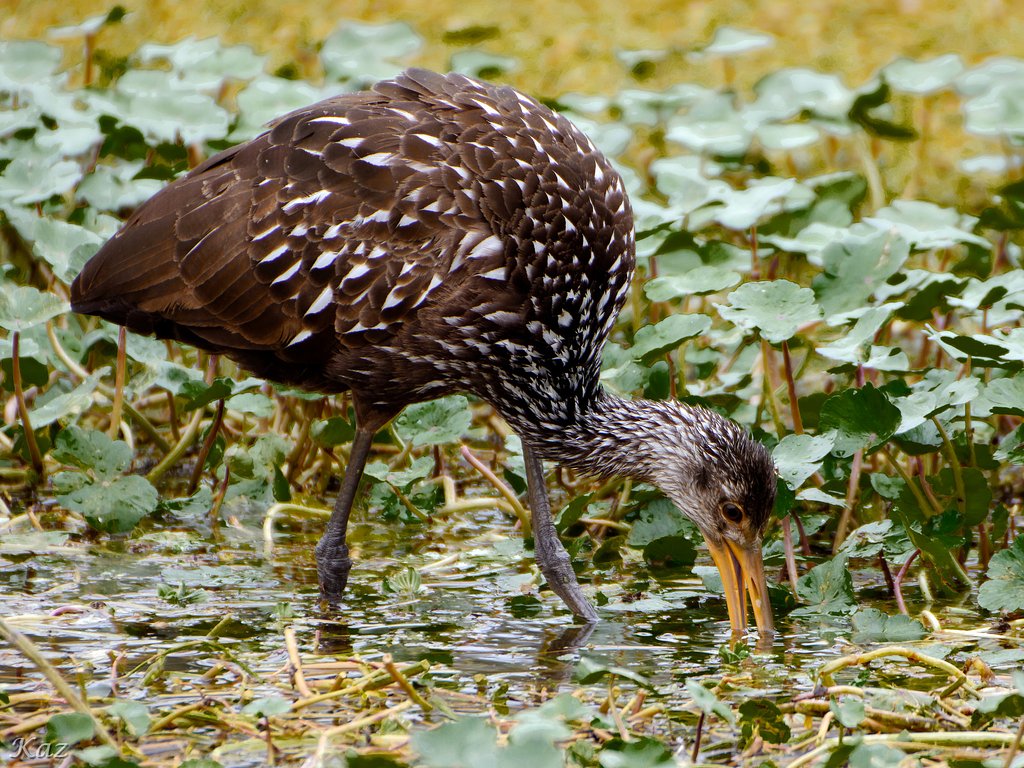 Limpkin