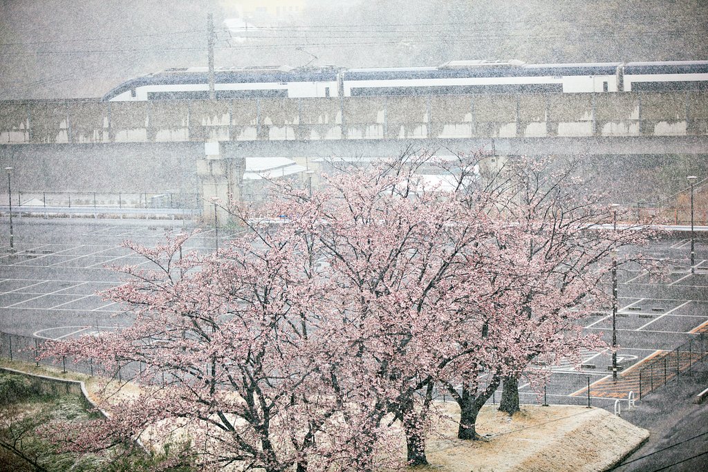 凍える花びら2