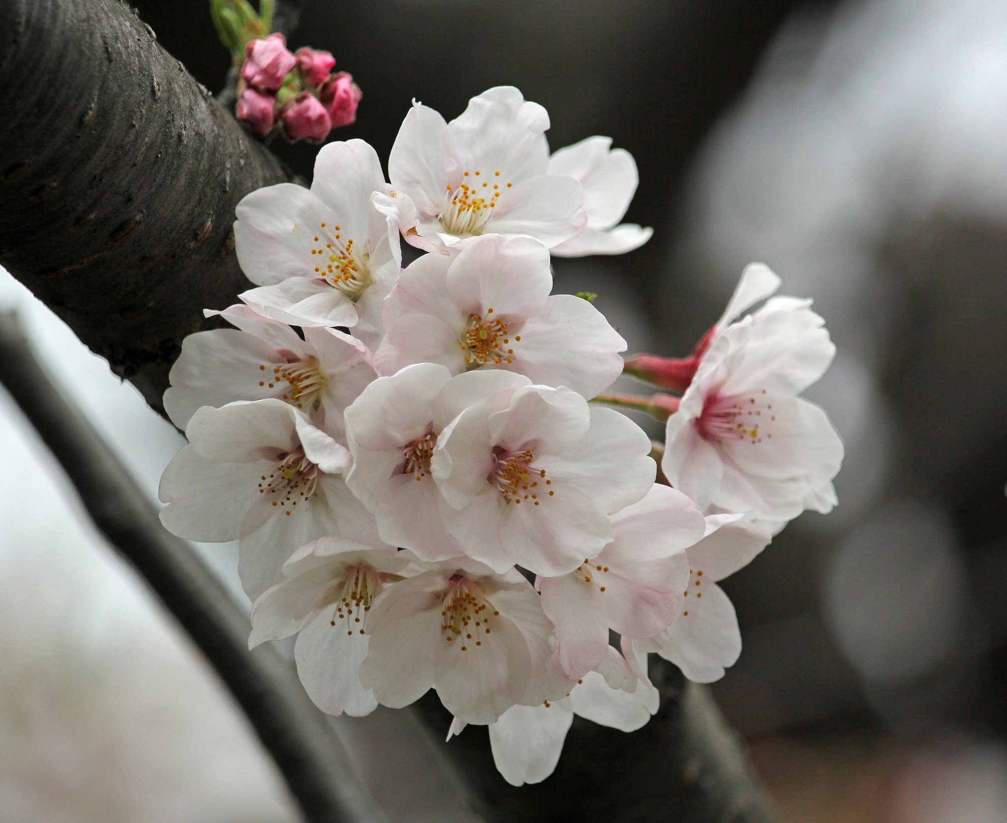 染井吉野