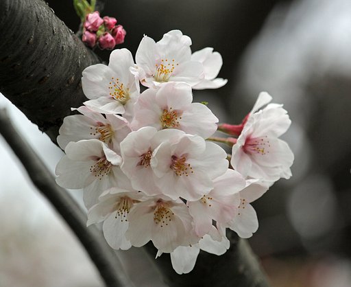 染井吉野