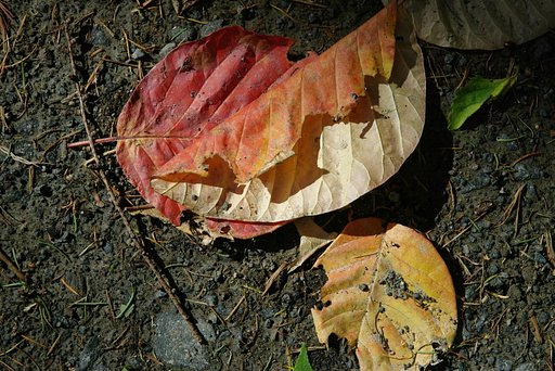 堂々と紅葉