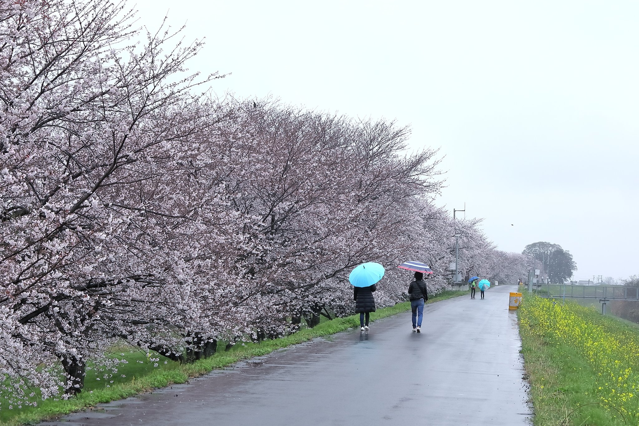 満開まで数日か・・・