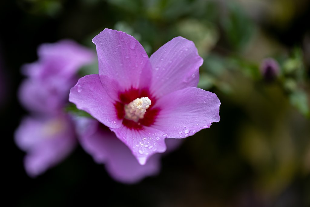 EF100mm f/2.8L Macro IS USM