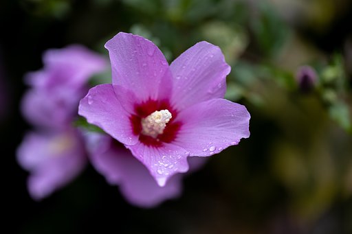 EF100mm f/2.8L Macro IS USM