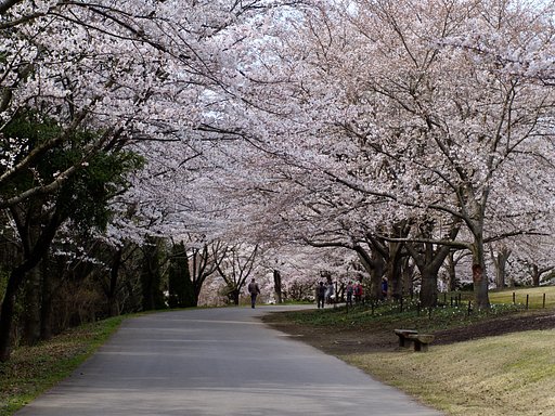 Zeiss  Planar  1.4/50mm  ZF