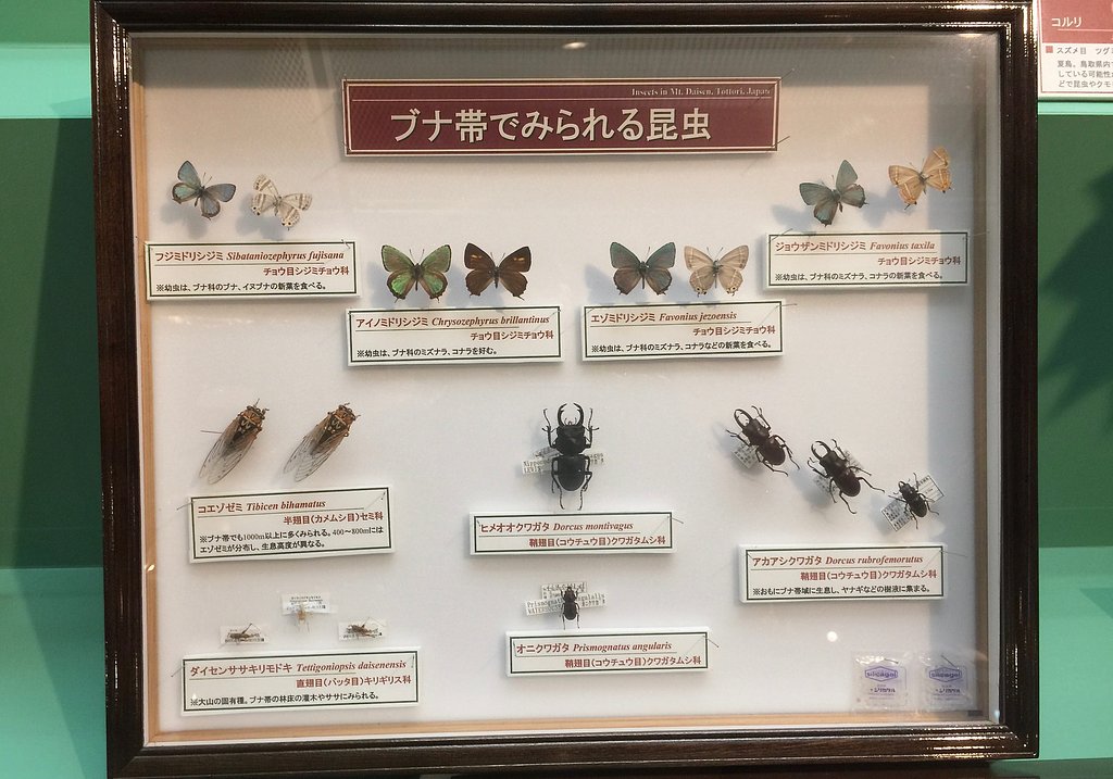 標本