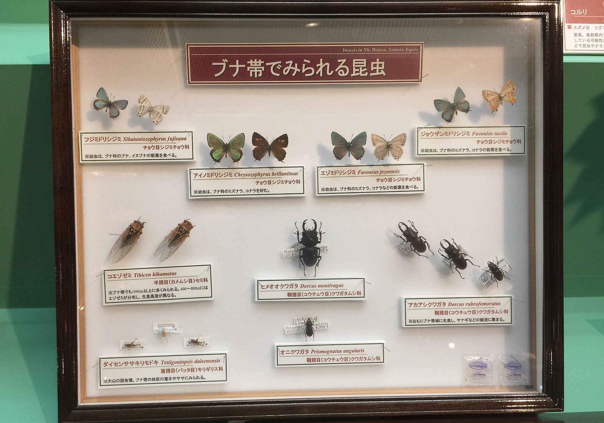標本