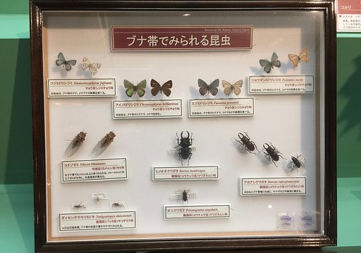 標本