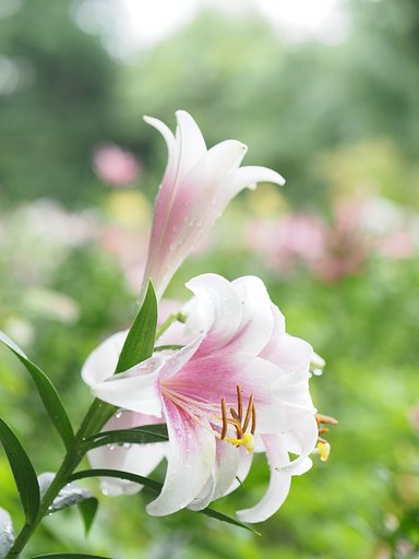 明日咲く花